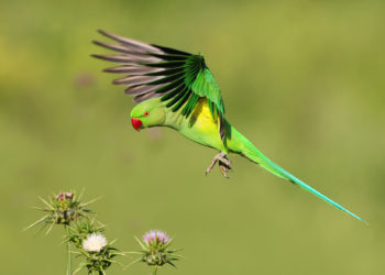 La biodiversidad del 89 % de los ecosistemas de Israel ha disminuido