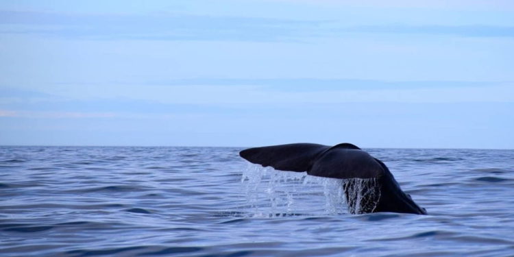 Conozca a Kim, la primera ballena israelí