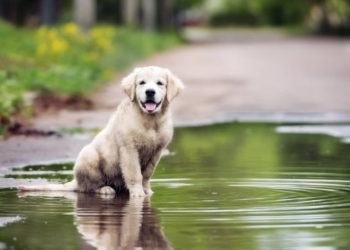 Los perros detectan COVID-19 más rápido que las pruebas serológicas