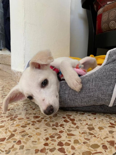 Los perros detectan COVID-19 más rápido que las pruebas serológicas