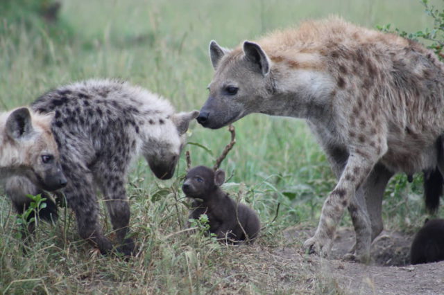 La genética podría hacer que los animales aceleren su evolución