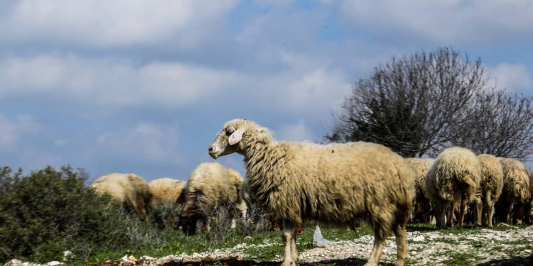 Hallan la producción de lana más antigua de toda Europa