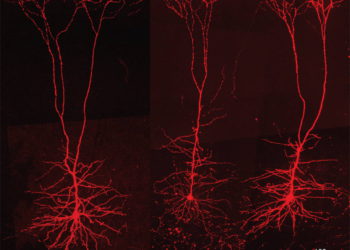 Científicos israelíes resuelven un misterio: Cómo el cerebro humano procesa y almacena el movimiento