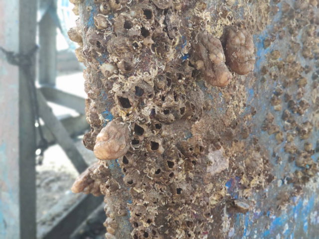 ¿Cómo sobreviven las especies marinas invasoras en sus nuevos hogares?