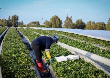 Jerusalén y Tel Aviv cuartos a nivel mundial en mejores ecosistemas agrotécnicos