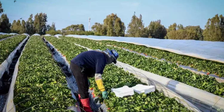 Jerusalén y Tel Aviv cuartos a nivel mundial en mejores ecosistemas agrotécnicos