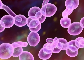 Científicos de Israel buscan frenar el aumento del hongo que causa la candidiasis