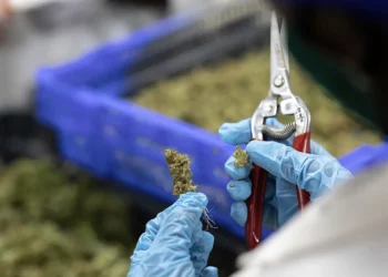 Empresa israelí de cannabis lanza un nuevo producto ultra-premium