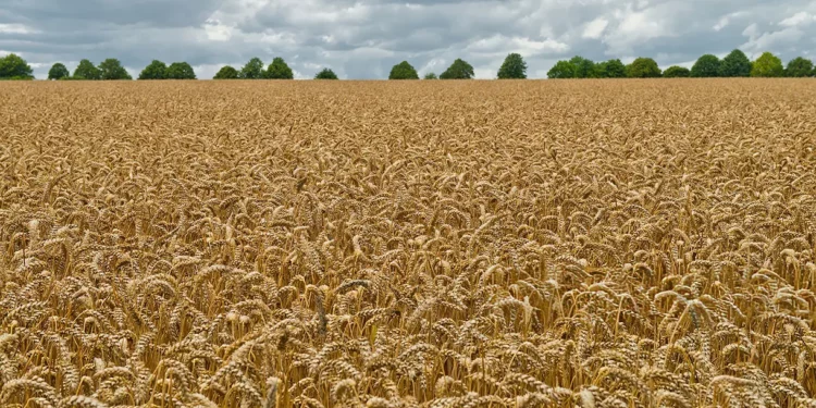 Una nueva tecnología israelí para aumentar el rendimiento del trigo