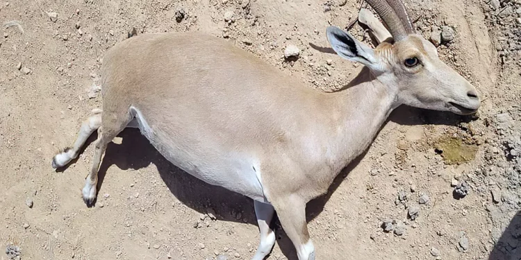 Cuatro íbices mueren en presunto envenenamiento en el sur de Israel