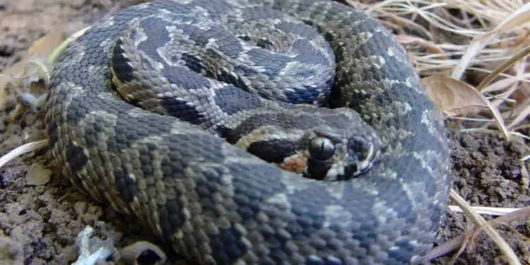 Niño de 13 años grave por mordedura de serpiente en el norte de Israel