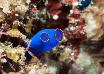 ¿Cómo sobreviven las especies marinas invasoras en sus nuevos hogares?