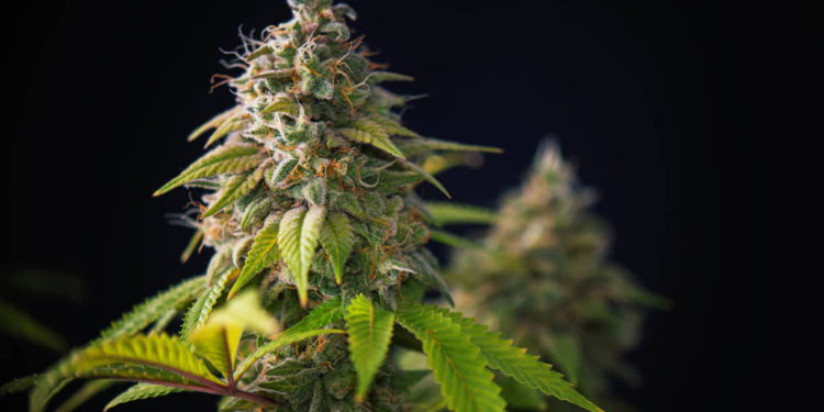 Investigadores cultivan cannabis medicinal con un 17% adicional de THC