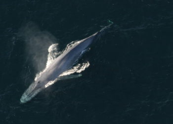 Científicos espían a las ballenas con cable de fibra óptica submarino