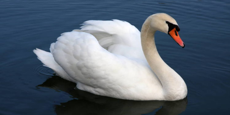Investigadores descubren un patrón de comportamiento en los cisnes