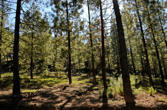 Cómo Israel planea usar la innovación para combatir las olas de calor