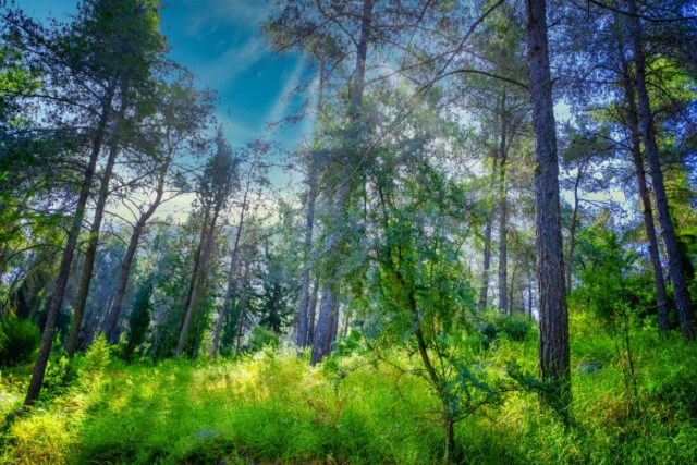 Cómo Israel planea usar la innovación para combatir las olas de calor