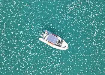 Un enjambre de medusas gigantes motea el mar de Israel