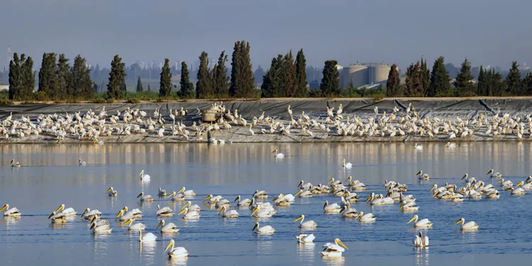 Pelícanos blancos en un depósito de agua en el valle de Hefer, en el centro de Israel, el 22 de octubre de 2021. Los pelícanos hacen escala en Israel durante su migración anual desde los Balcanes a África, donde disfrutan de un invierno suave antes de regresar a Europa. (Moshe Shai/Flash90)