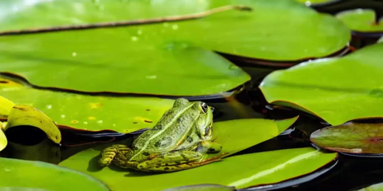 Científicos descubren el misterio de las antiguas ranas fósiles: ¿cómo murieron?