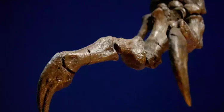 Estudio revela que el Tiranosaurio Rex era en realidad tres especies distintas
