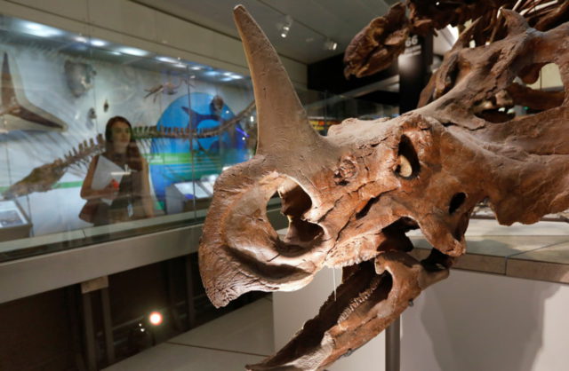 Los dinosaurios sobrevivieron a una extinción con temperaturas bajas