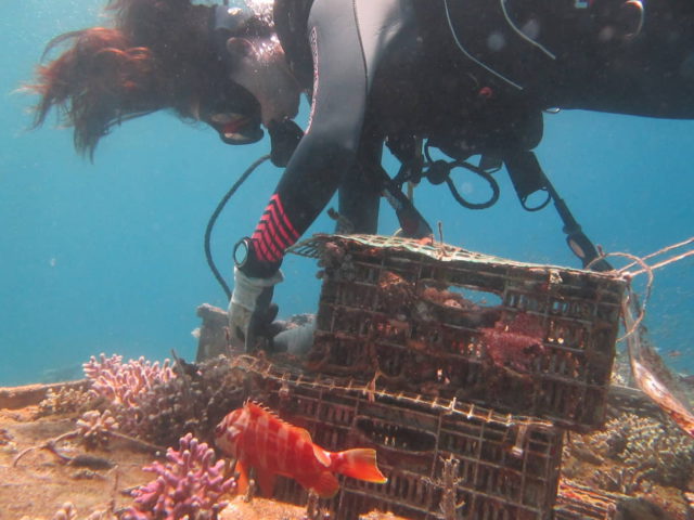 Investigadores israelíes descubren cómo los corales de aguas profundas atraen a sus presas