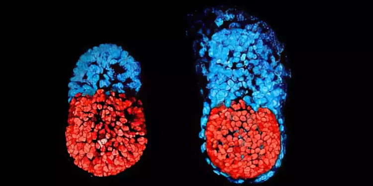 Genetistas israelíes crean modelos sintéticos de embriones de ratón a partir de células madre