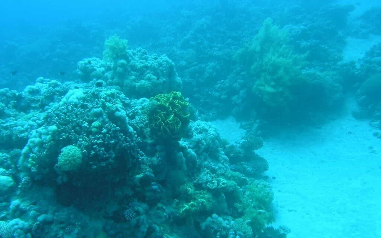 La temperatura del Mar Rojo aumenta debido al deterioro del coral