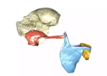 Una laringe más simple permitió a los humanos hablar: Estudio