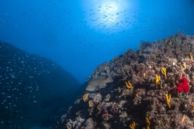 Científicos advierten de los efectos nefastos del calentamiento del Mediterráneo