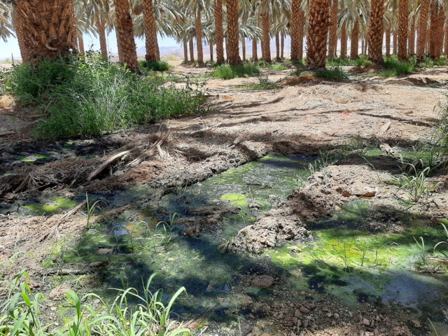 Se identifican mosquitos portadores del virus del Nilo Occidental cerca de Eilat