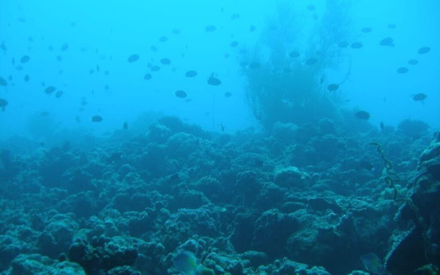 La temperatura del Mar Rojo aumenta debido al deterioro del coral