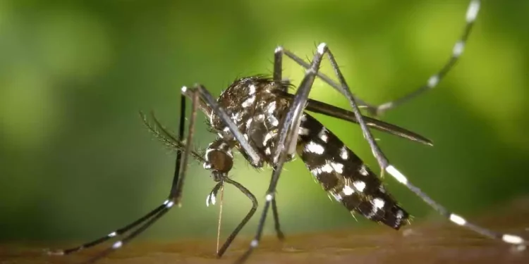 El virus del Nilo Occidental llega a Israel y preocupa a los expertos sanitarios