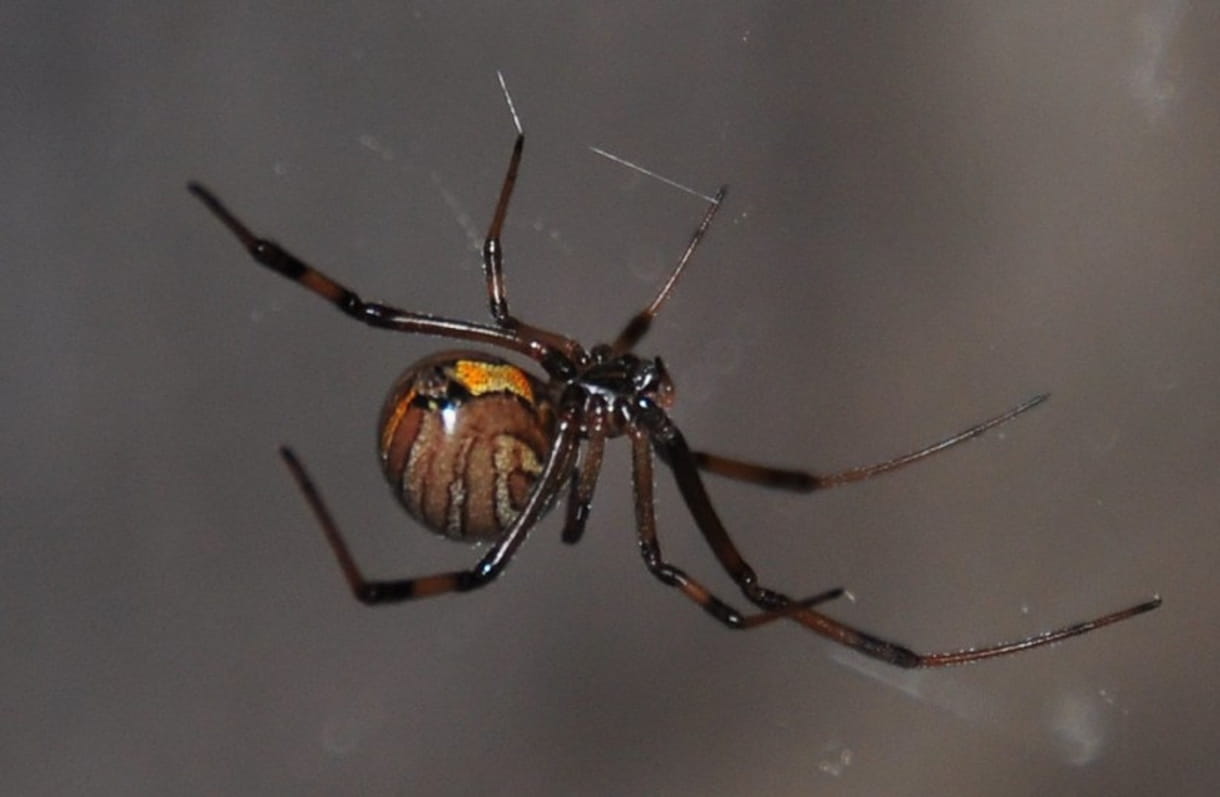 Estudios israelíes tratan de entender cómo se propaga la araña viuda marrón invasora