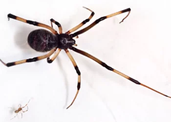 Estudios israelíes tratan de entender cómo se propaga la araña viuda marrón invasora