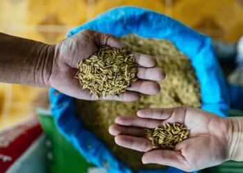 La escasez de gas natural en Europa podría desencadenar una crisis alimentaria