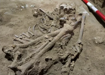 La primera amputación quirúrgica se habría realizado hace 31 mil años