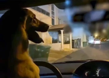 Puso a su perro a “conducir” en Jerusalén y fue detenido