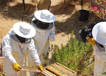 Apicultores de Jerusalén transforman tejados en desuso en espacios para el cultivo de abejas