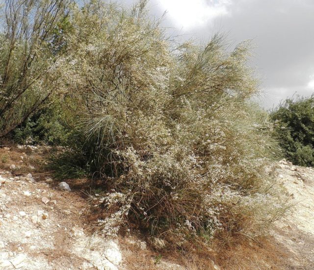 La madera cortada para alimentar las minas del rey Salomón causó el colapso ambiental