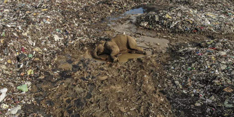 El número de animales salvajes ha disminuido un 70 % desde 1970