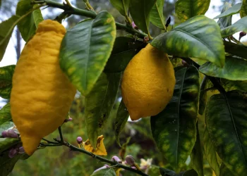 La paz con Israel y la ley agrícola judía ayudan al negocio del etrog de Marruecos