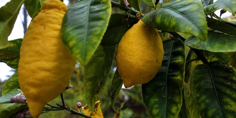 La paz con Israel y la ley agrícola judía ayudan al negocio del etrog de Marruecos