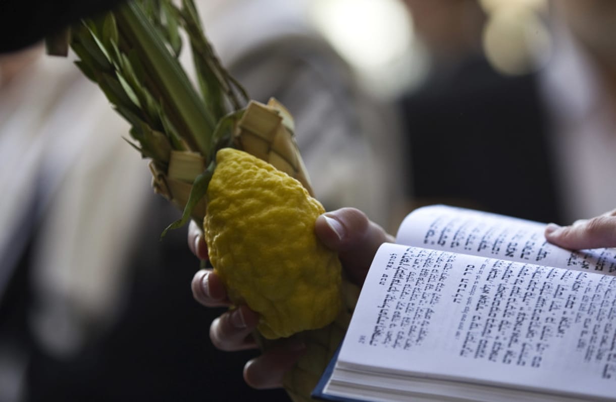 La ley agrícola judía para Sucot hace florecer la industria del etrog en Marruecos