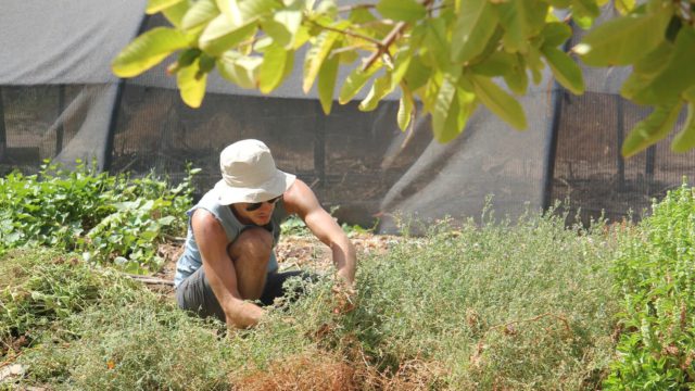 Kibbutz Lotan: El transformador retiro en el desierto de Israel