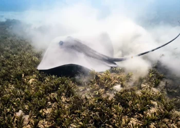 Las rayas rosas, en peligro de extinción en la mayor parte del mundo, son vistas cerca de Eilat