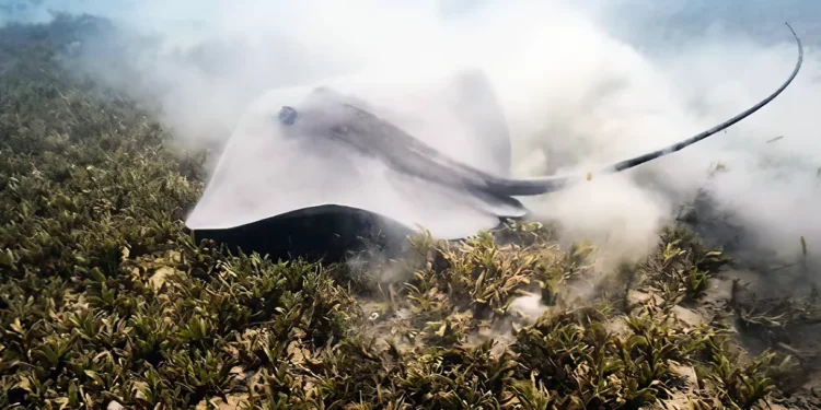 Las rayas rosas, en peligro de extinción en la mayor parte del mundo, son vistas cerca de Eilat