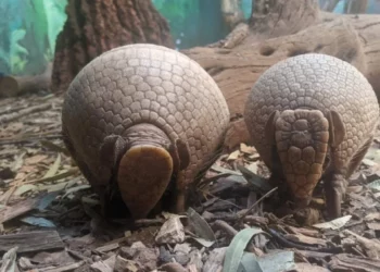 El zoo de Jerusalén acoge a las crías de un armadillo y una jirafa