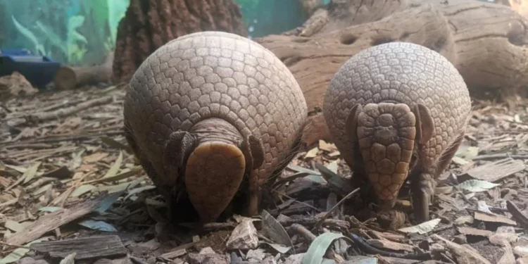 El zoo de Jerusalén acoge a las crías de un armadillo y una jirafa